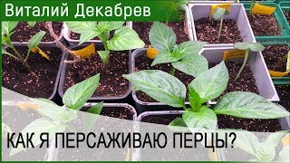 Как я пересаживаю перцы?