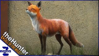 Being Smarter than a Diamond Red Fox