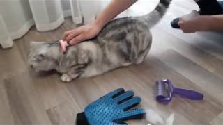 Чем вычесывать шерсть кошке?