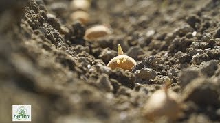 Comment planter des Pommes de Terre