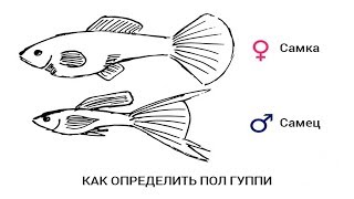 Как определить пол у ГУППИ аквариумные растения почтой