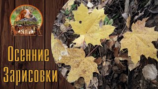 Охота с Русским Охотничьим Спаниелем. Осенние зарисовки.