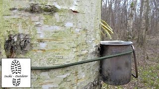 Birkensaft zapfen