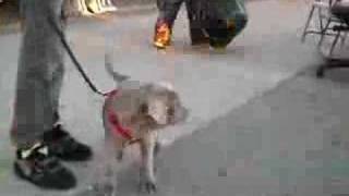 Neopolitan Mastiff dogs and Puppy Venice Beach California