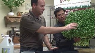 How to Grow Sprouts with Water or in Soil Any Time of the Year at Got Sprouts