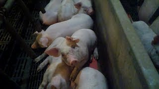 Extreme Animal Abuse Uncovered at JBS Pork Supplier