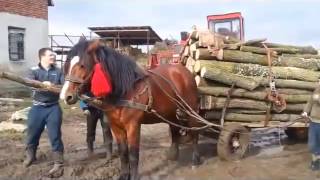 Очень сильная лошадь Тяжеловоз Very strong horse