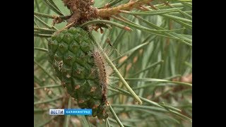 Гусеницы соснового шелкопряда заполонили Куршскую косу