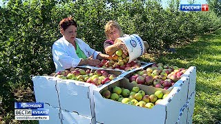 Сбор яблок летних сортов начался на Кубани