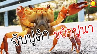 เพลงจับปูดํา ขยำปูนา ปูตัวจริง ปูตัวเป็นๆ