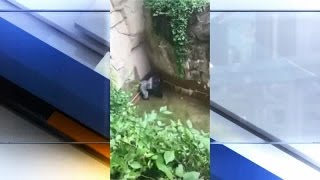 Child falls into Cincinnati Zoo gorilla enclosure