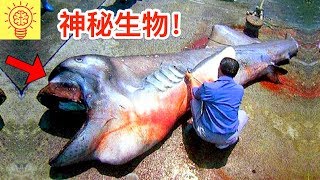 人們捕獲了史上最詭異的深海怪魚！