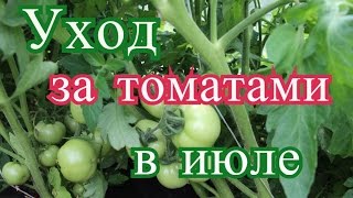 Помидоры в теплице в июле. Основные работы.(10.07.16 г.)