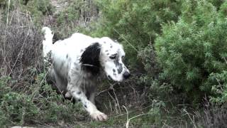Pheasants Hunting in Greece - Κυνήγι φασιανού