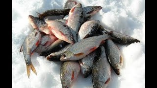 Ловля Плотвы зимой на реке самара