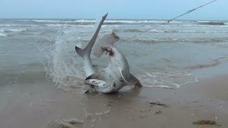 BlackTip Shark Fishing, What We Do For One Shark 4/4 Hammer Head!