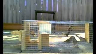 Trampa para pájaros multicaptura