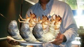国連も推奨　夢の食材"昆虫"