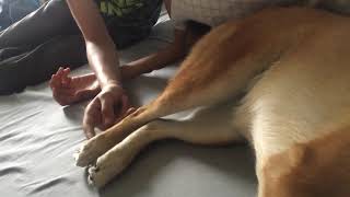 Shiba inu. Сиба ину ( Шиба ину) боится щекотки.