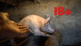 Сельская минутка: Папа-свин (18+)