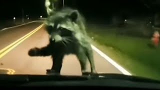 Raccoon takes wild ride on family's windshield