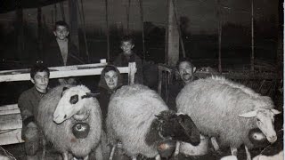 ΚΑΠΟΥ  ΒΕΛΑΖΟΥΝ  ΠΡΟΒΑΤΑ  -   ΜΑΡΗ  ΡΟΥΦΙΑΝΑ  ΤΥΧΗ  ΜΟΥ