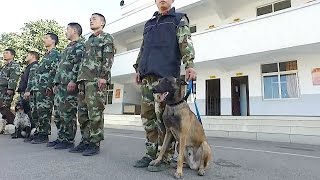 武警搜救犬是怎样训练成的 狗从小和训导员一起生活 / How to train a sniffer dog