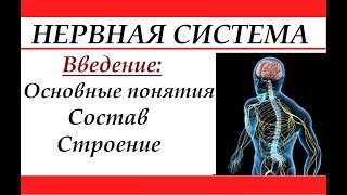 Нервная система человека. Введение: основные понятия, состав и строение.