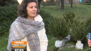 Kako da posadimo jelke sa busenom