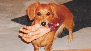 10 САМЫХ ОПАСНЫХ ПОРОД СОБАК. С Elli Di.