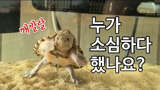 강아지처럼 개북이 만드는 자라 거북이 교감하는 방법 [ 사료피딩 교육]
