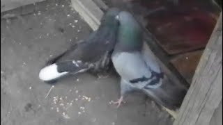 Голуби Гоша и Кеша дерутся - Голубиная сага - 79 серия