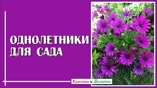 Однолетние цветы для сада. Самые эффектные и неприхотливые