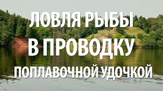 ЛОВЛЯ ПЛОТВЫ, ГУСТЕРЫ на ТЕЧЕНИИ в ПРОВОДКУ с НОРМУНДОМ ГРАБОВСКИСОМ на ПОПЛАВОЧНУЮ УДОЧКУ