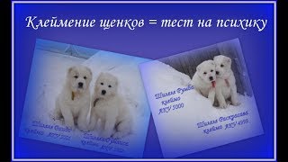 Клеймение как тест на психику. Питомник "Шилеле"