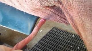 Взятие спермы у хряка(boar semen collection)