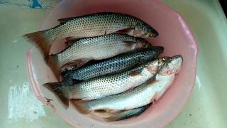 ЛОВЛЯ ПЕЛЕНГАСА, СНАСТЬ СВОИМИ РУКАМИ!!!