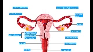 Do you have BV And what is the root cause