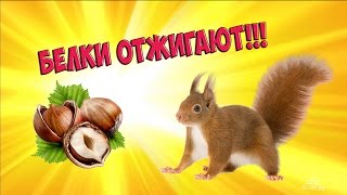 Белка. Приколы с белками. Забавные животные