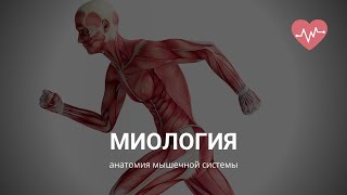 Миология, строение мышц, анатомия мышечной системы