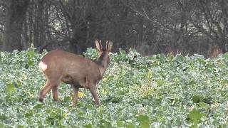 Srnec obecný Capreolus capreolus  99