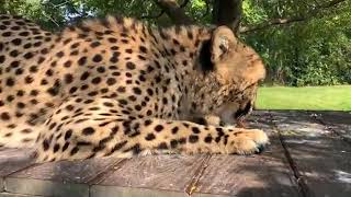 Home Safari - Zoofari Edition - Kris & Remus