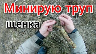 Волки вернулись на участок и выкопали тело щенка, съели половину! Заминировал тело.