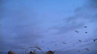 Snow Goose Hunting with Tornado Rotary Machines Decoys