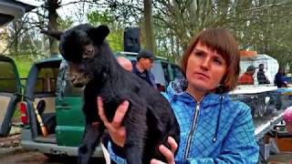 ВЫСТАВКА ДЕКОРАТИВНЫХ ПТИЦ Новая Каховка13 04 2019
