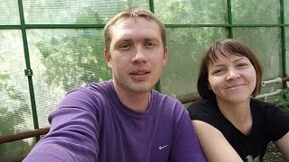 Как подвязывать помидоры ( томаты )  в теплице // Быстрая подвязка //