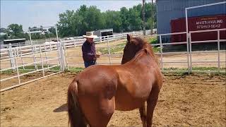 Mustang Mike#2, Sean Davies, ColoradoReinsman