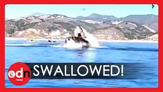 Unbelievable Moment Whale Nearly Swallows Two Kayakers in California