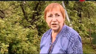 Размножение черной смородины черенками