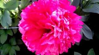 Peony Command Performance - www.peonyshop.com
